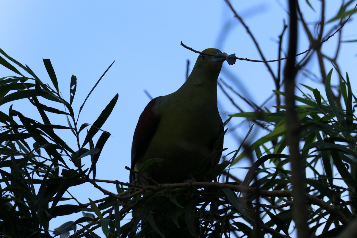 Whistling Green-Pigeon - ML638143199