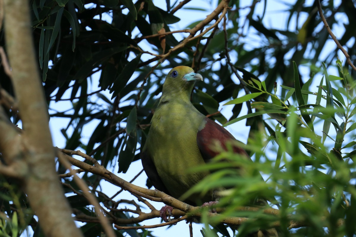 Whistling Green-Pigeon - ML638143200