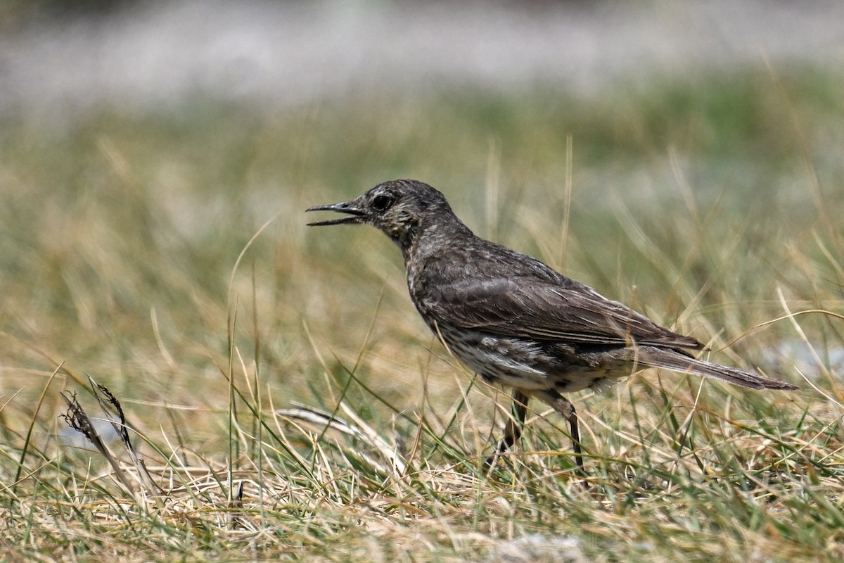 Rock Pipit - ML638143208