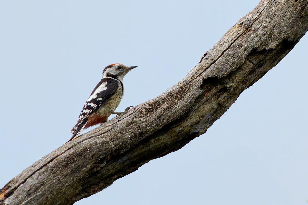 Middle Spotted Woodpecker - ML638143209