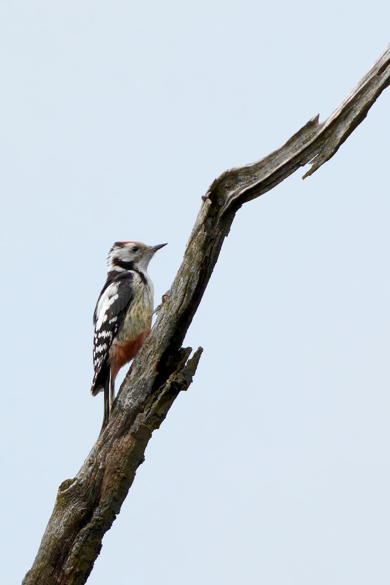 Middle Spotted Woodpecker - ML638143210