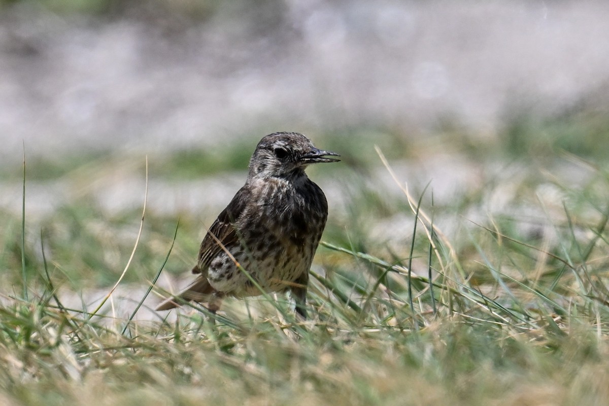 Rock Pipit - ML638143213