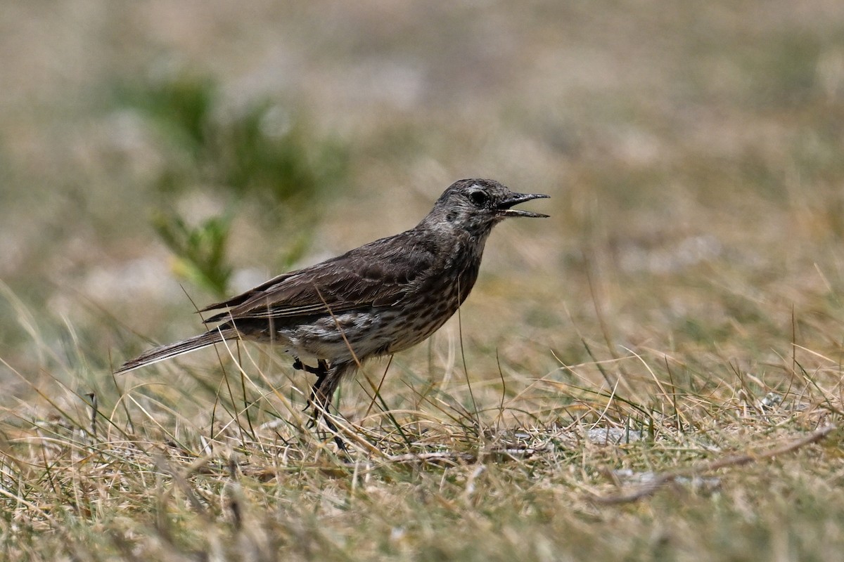 Rock Pipit - ML638143217