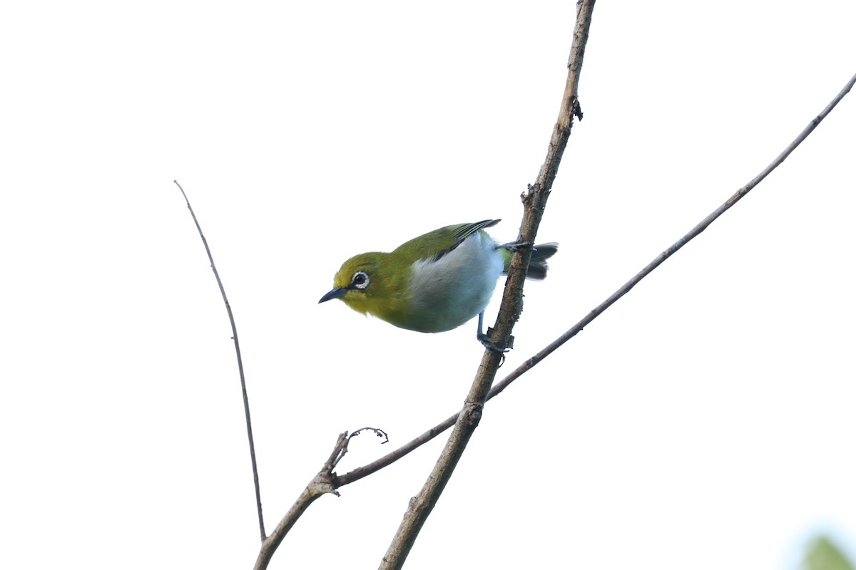 Zostérops des Philippines - ML638143247