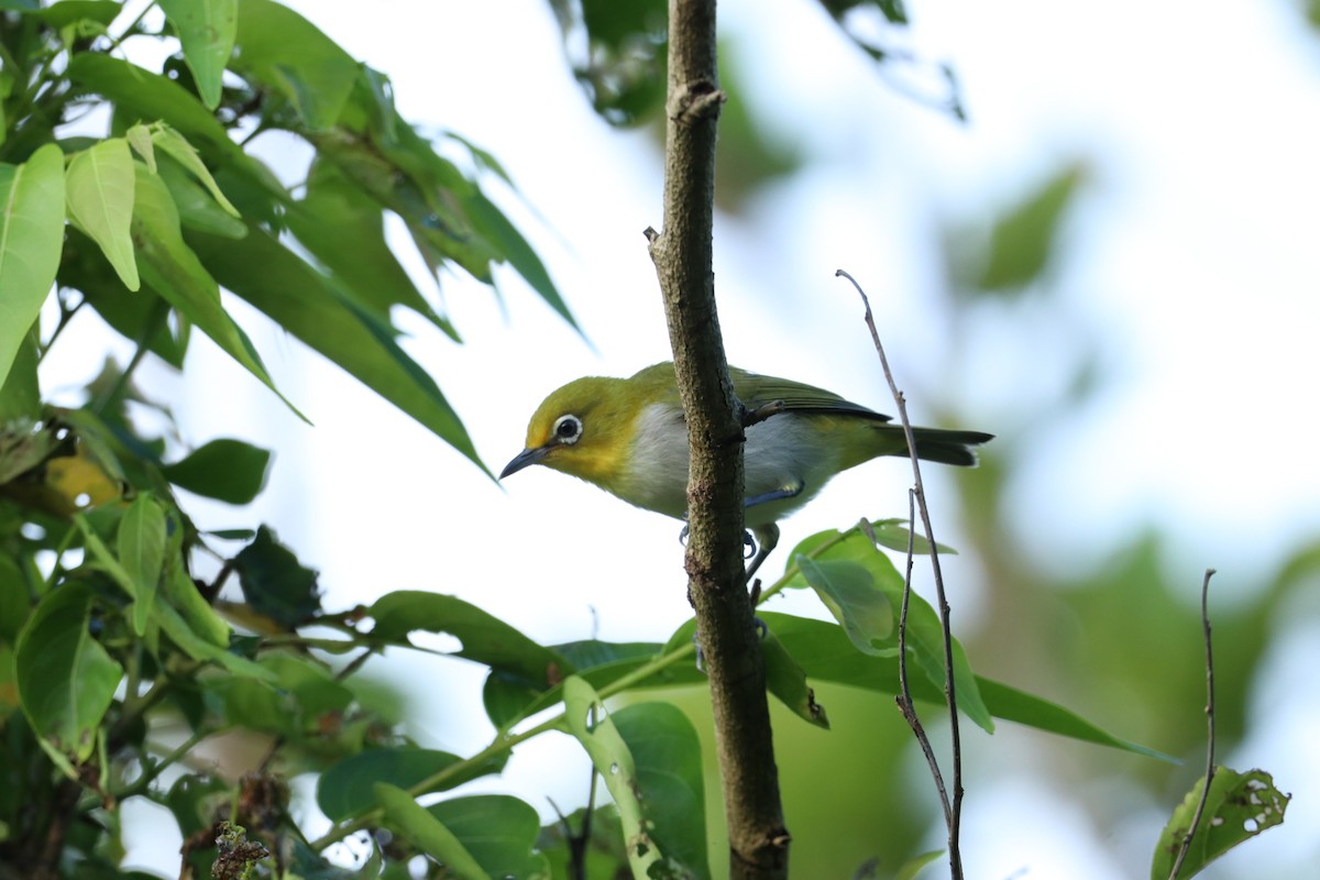 Zostérops des Philippines - ML638143248