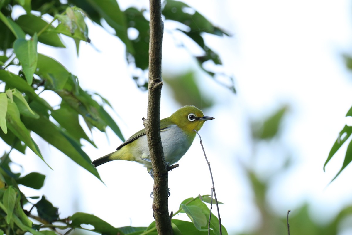 Zostérops des Philippines - ML638143250