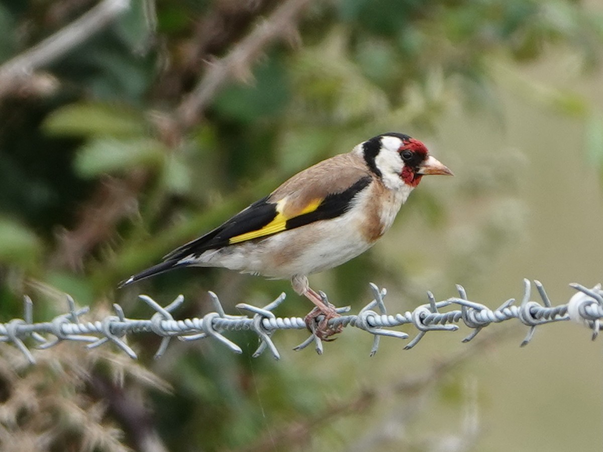 Chardonneret élégant - ML638143256