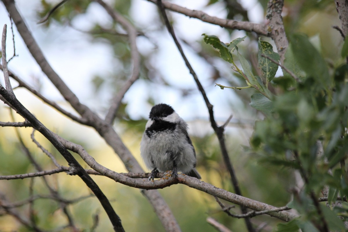 Mésange à tête noire - ML638143262