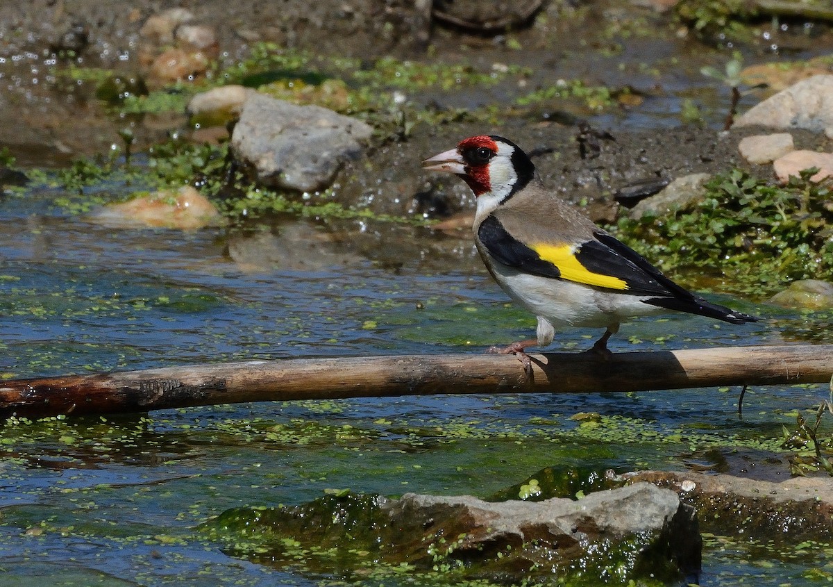 Chardonneret élégant - ML638143264