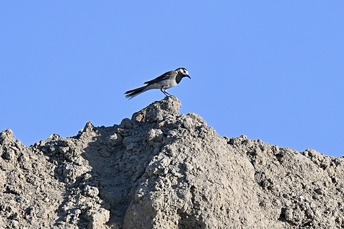 Lavandera Blanca - ML638143302