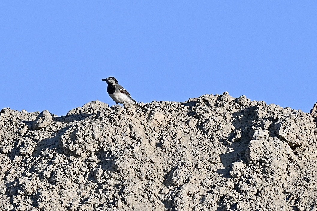 Lavandera Blanca - ML638143303