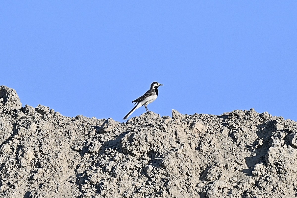 Lavandera Blanca - ML638143304