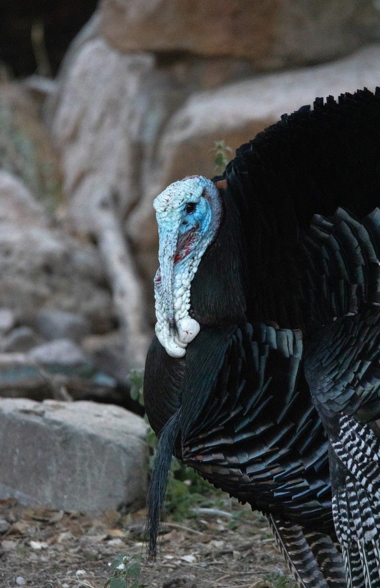 Guajolote Gallipavo - ML638143312