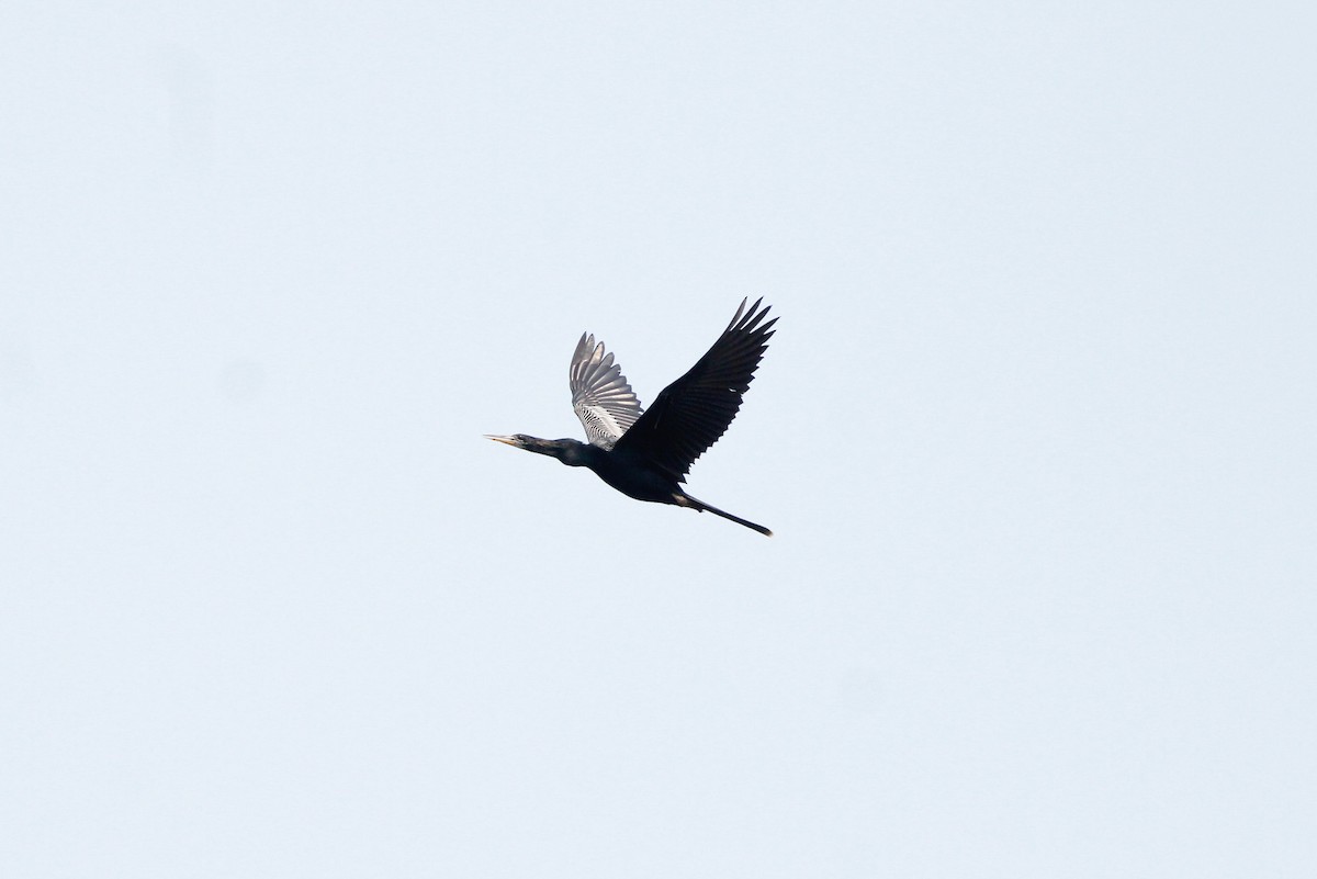 Anhinga Americana - ML638143318
