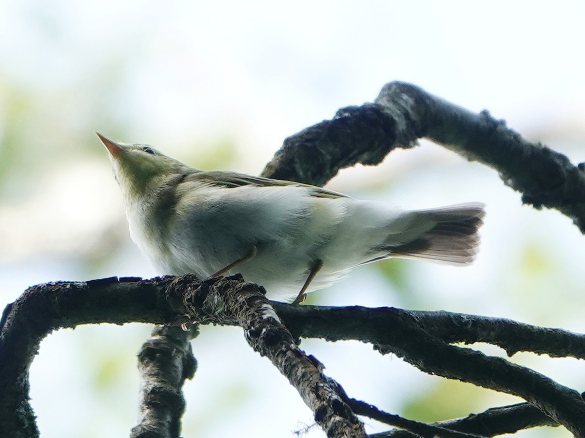 Mosquitero Silbador - ML638143321