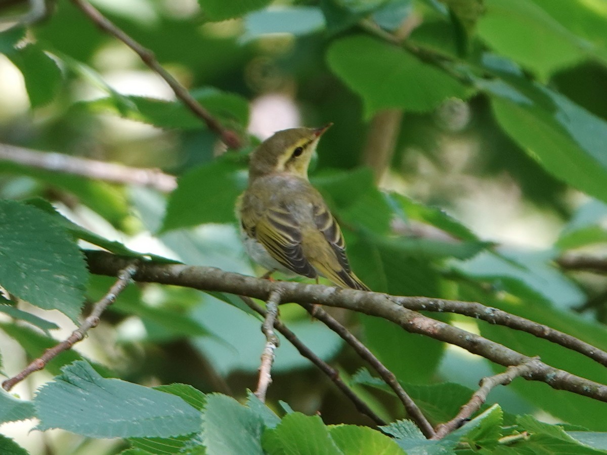 Mosquitero Silbador - ML638143322