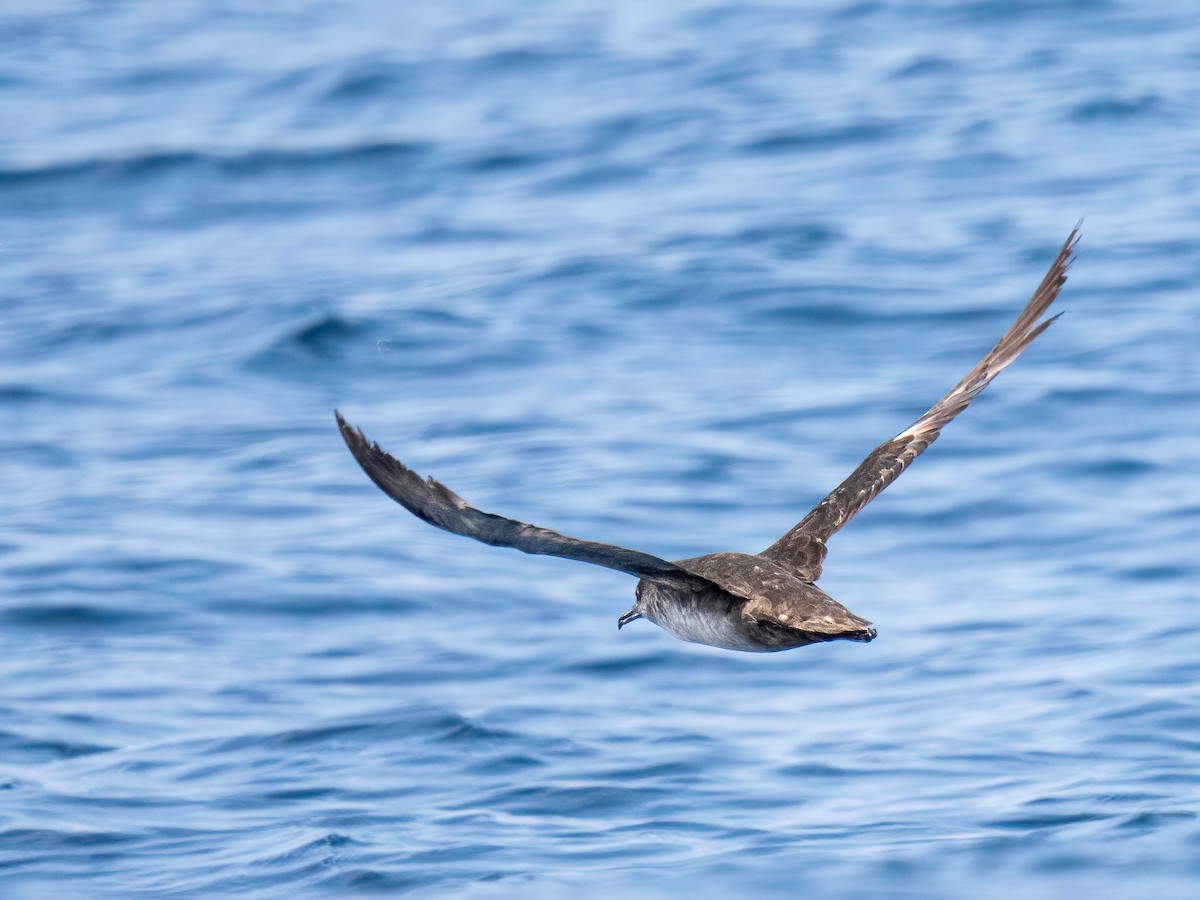Balearic Shearwater - ML638143331