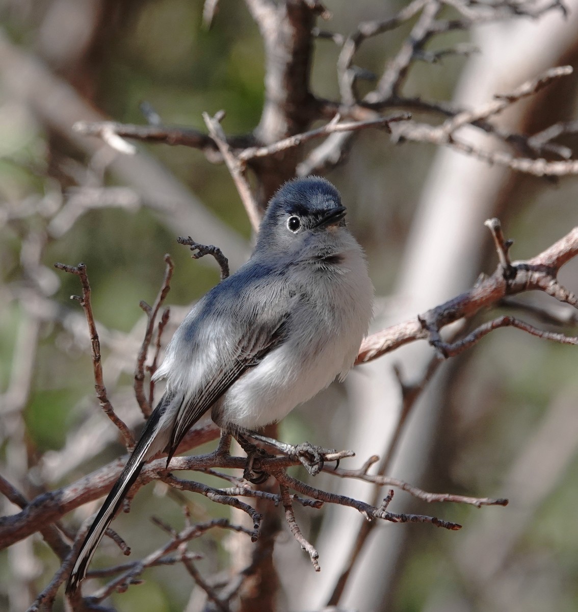 Blue-gray Gnatcatcher - ML638143334