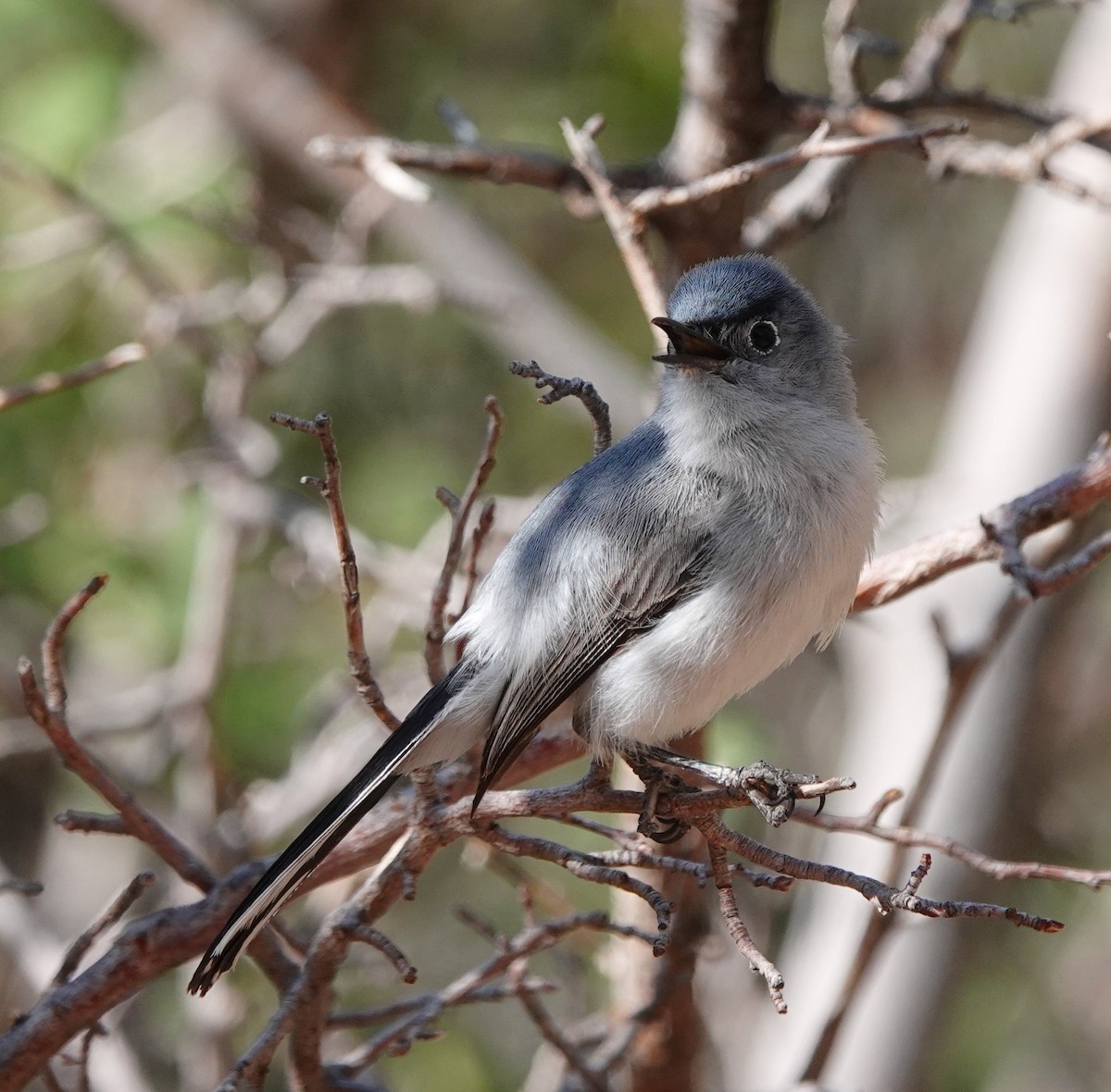 Blue-gray Gnatcatcher - ML638143341