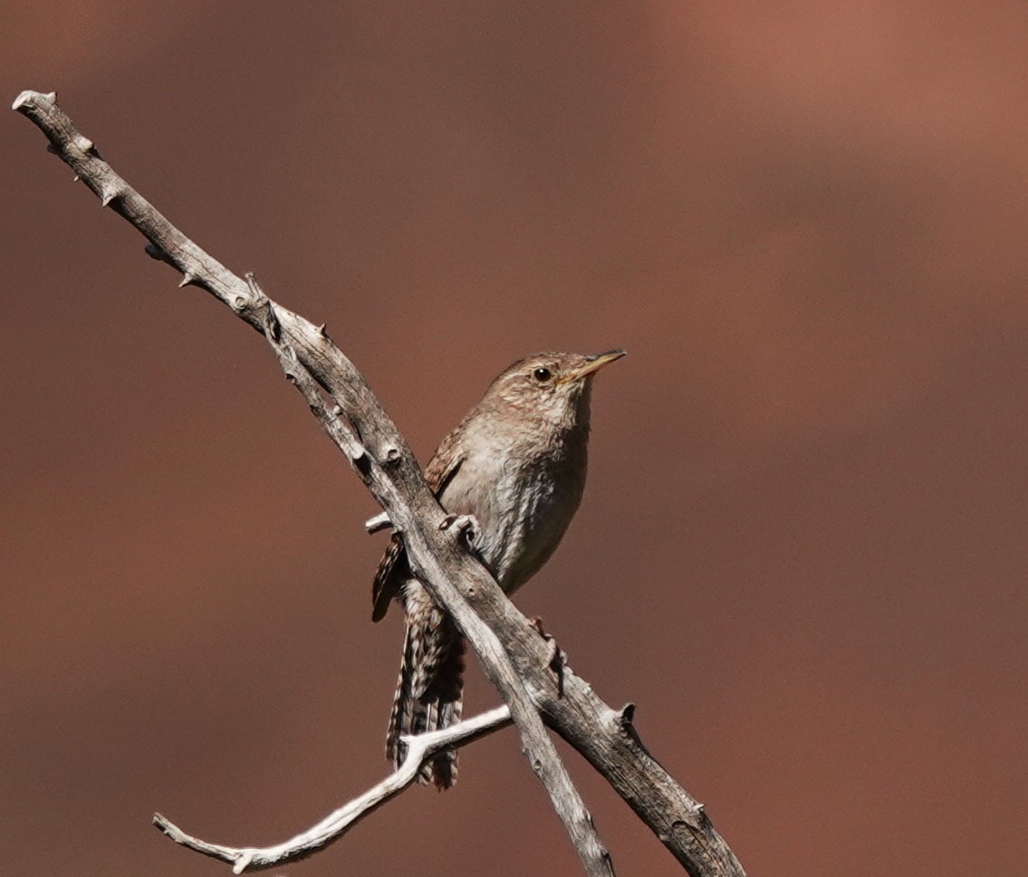 Northern House Wren - ML638143347