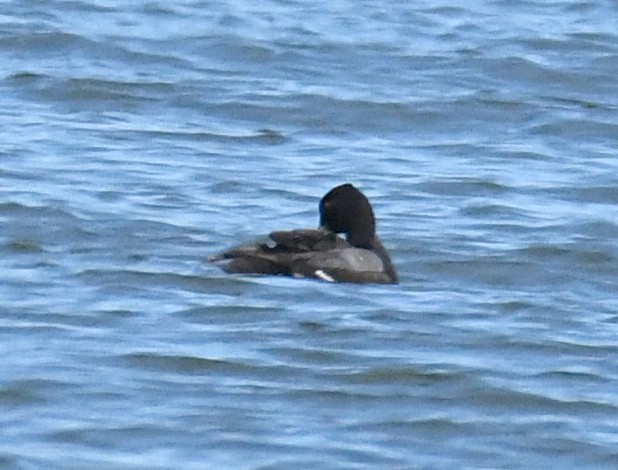 Lesser Scaup - ML638143357