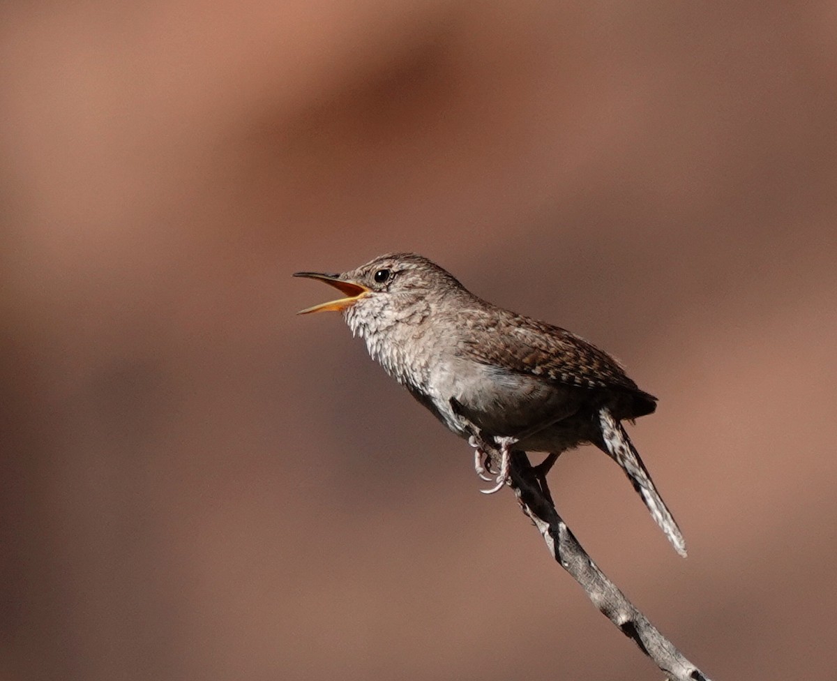 Northern House Wren - ML638143362
