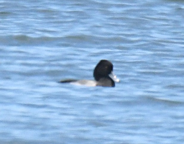 Lesser Scaup - ML638143364