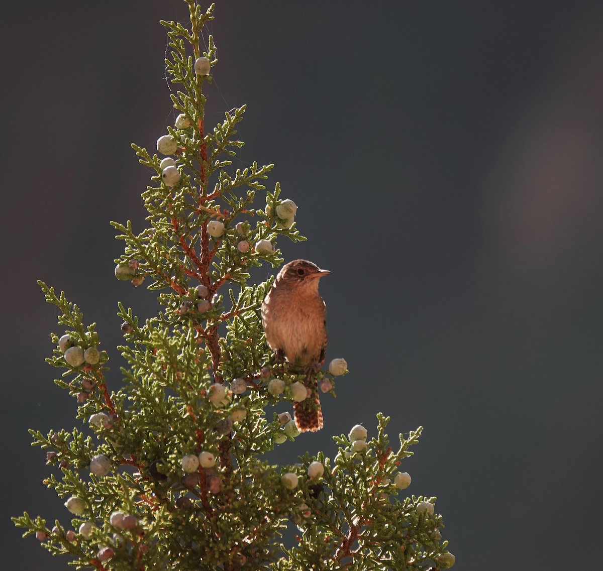 Northern House Wren - ML638143385