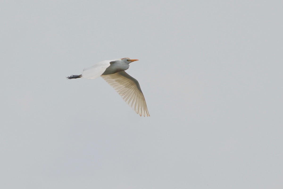 Western Cattle-Egret - ML638143390