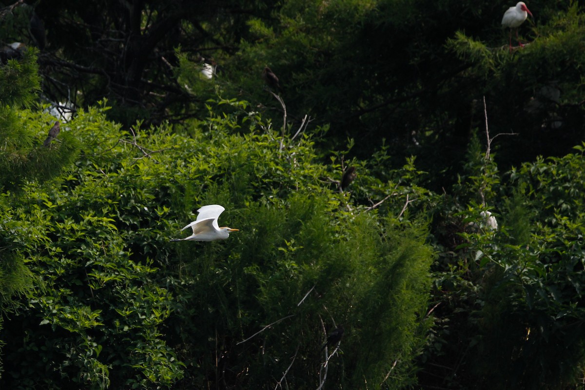Western Cattle-Egret - ML638143391