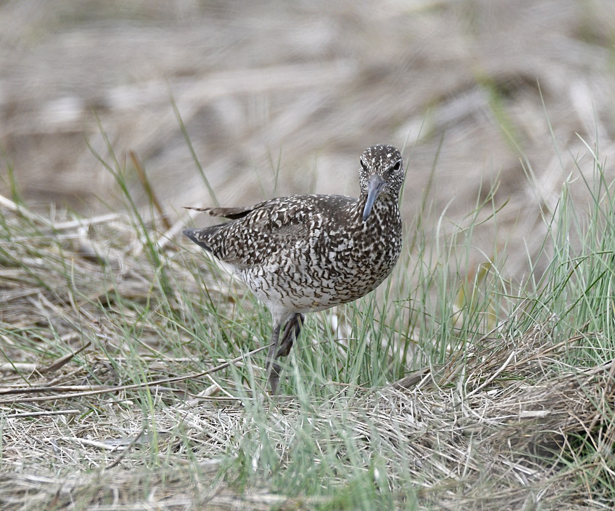 Willet (Eastern) - ML638143398