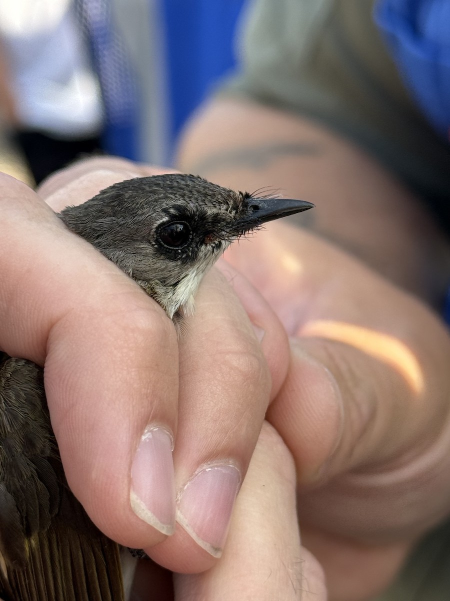 American Redstart - ML638143407