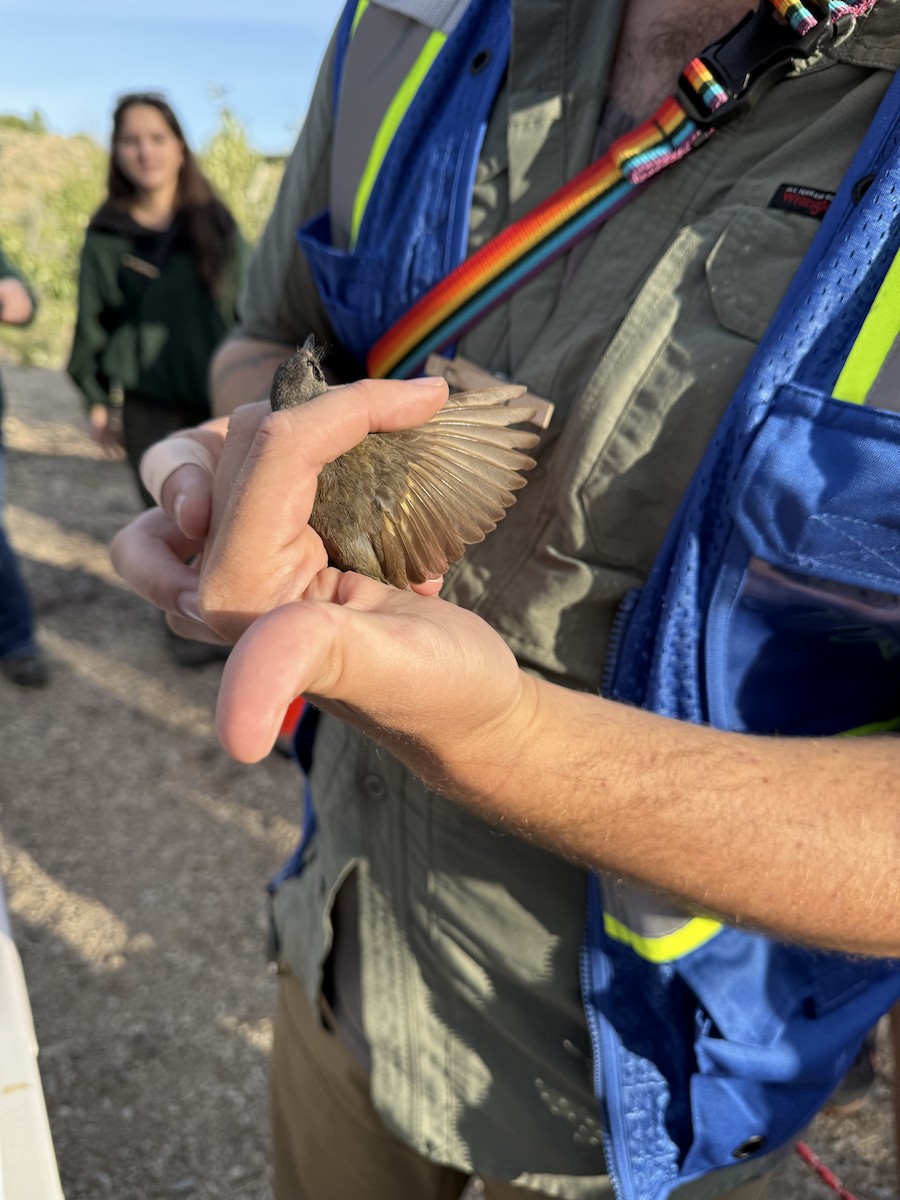 American Redstart - ML638143409