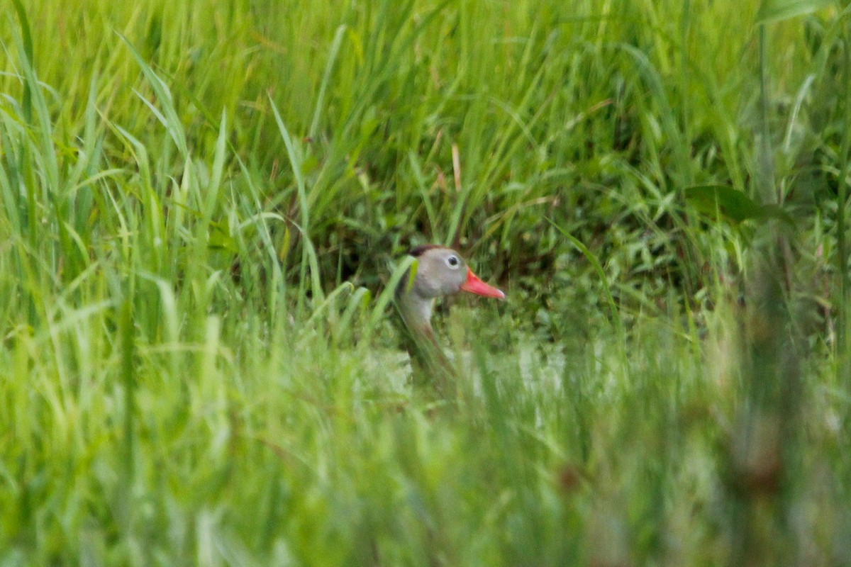 Black-bellied Whistling-Duck - ML638143419