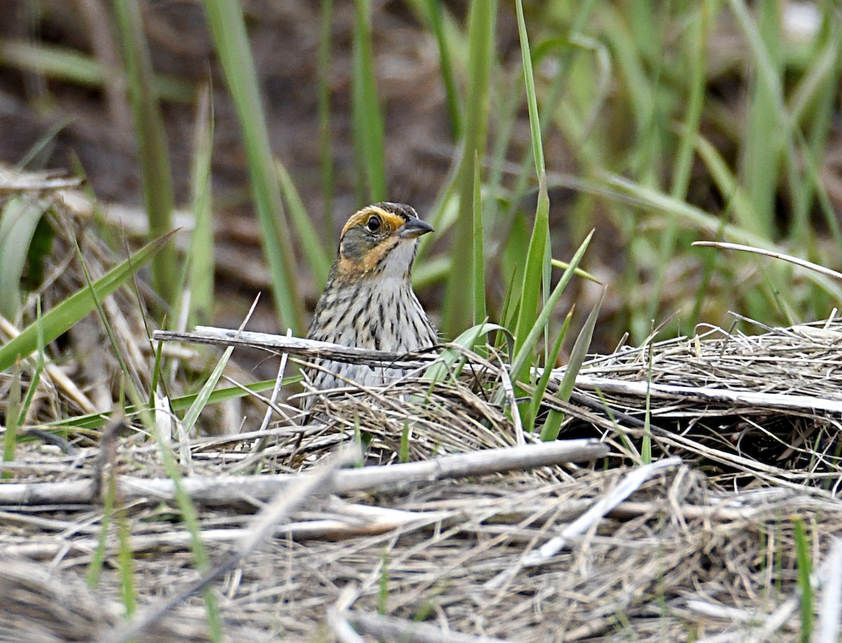 Saltmarsh Sparrow - ML638143421