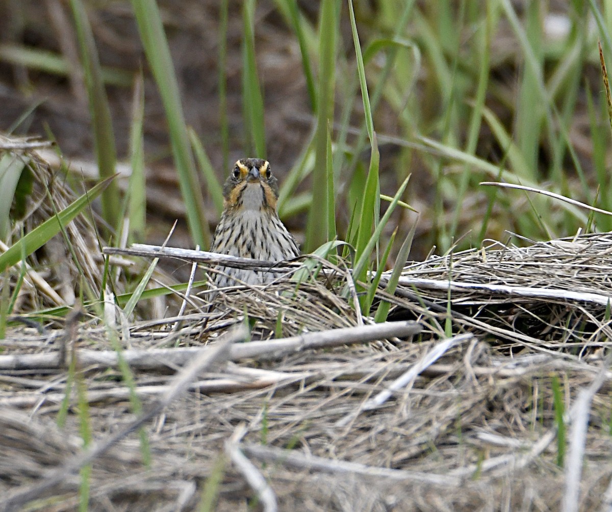 Saltmarsh Sparrow - ML638143422