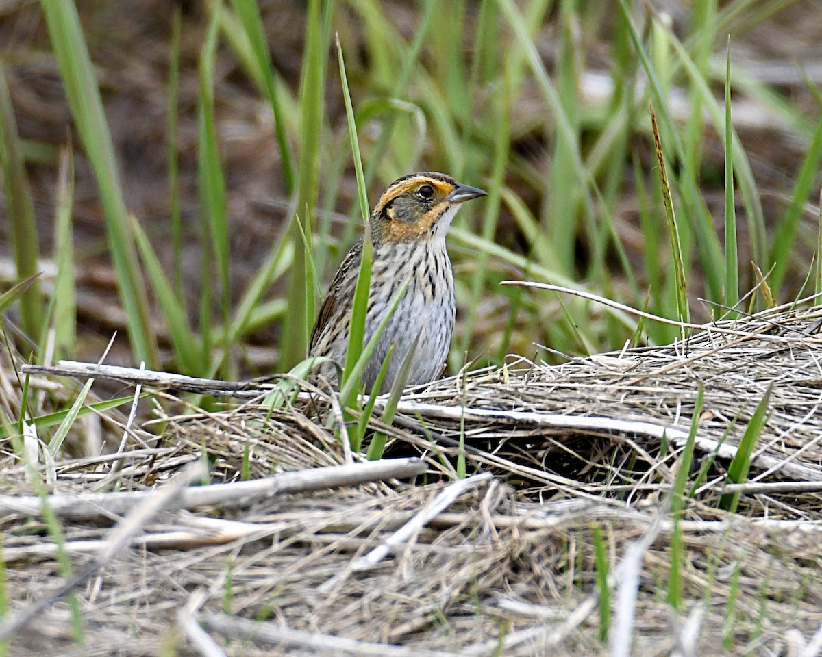 Saltmarsh Sparrow - ML638143423