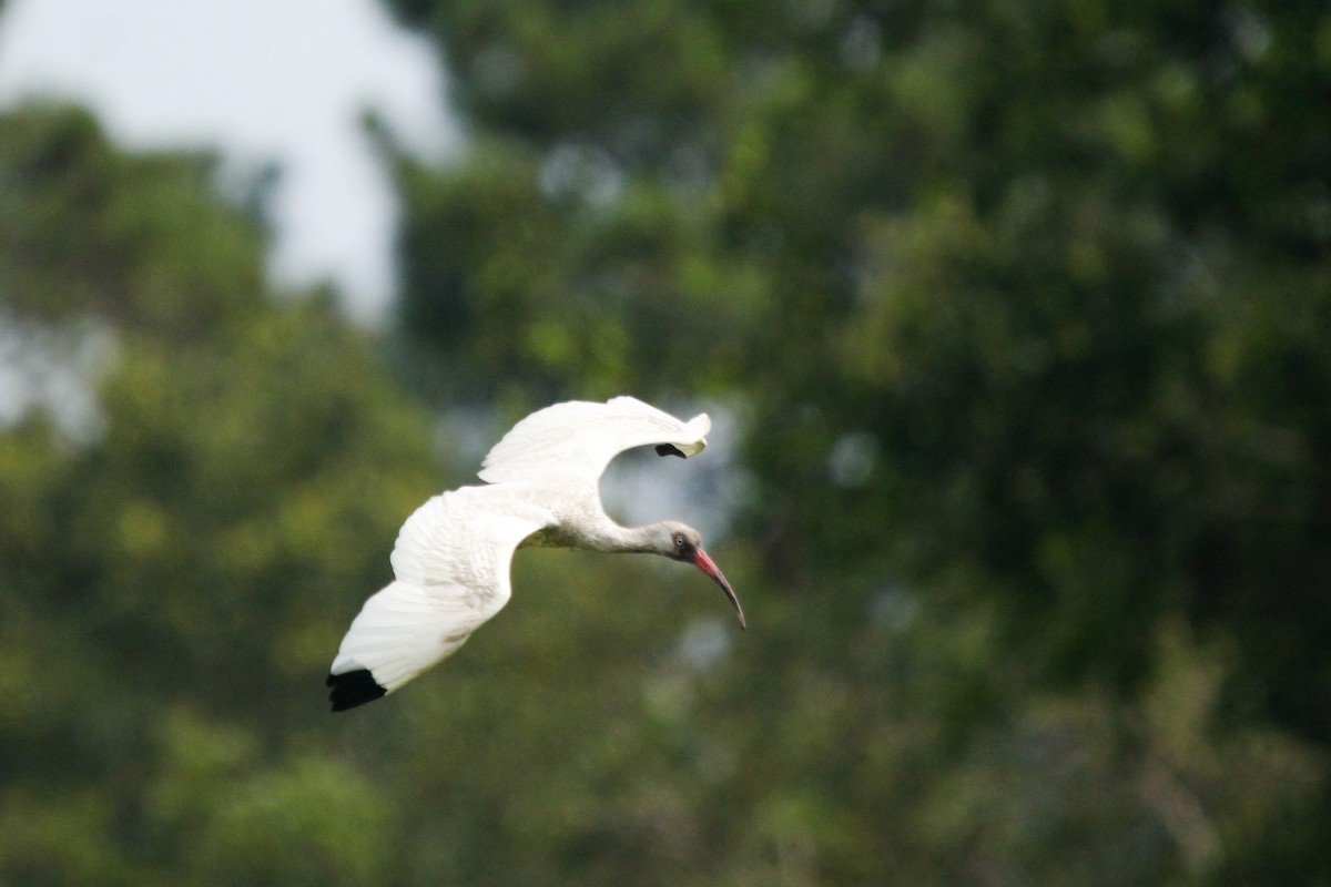 White Ibis - ML638143425