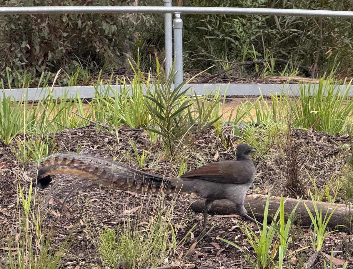 Superb Lyrebird - ML638143426