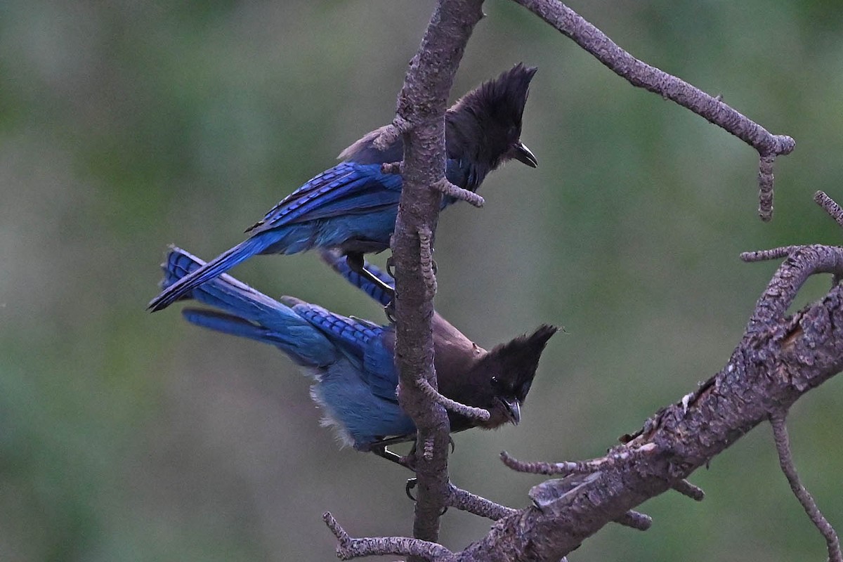Steller's Jay - ML638143428
