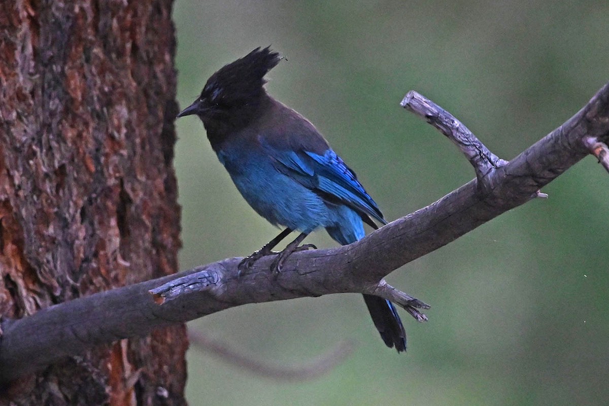 Steller's Jay - ML638143429