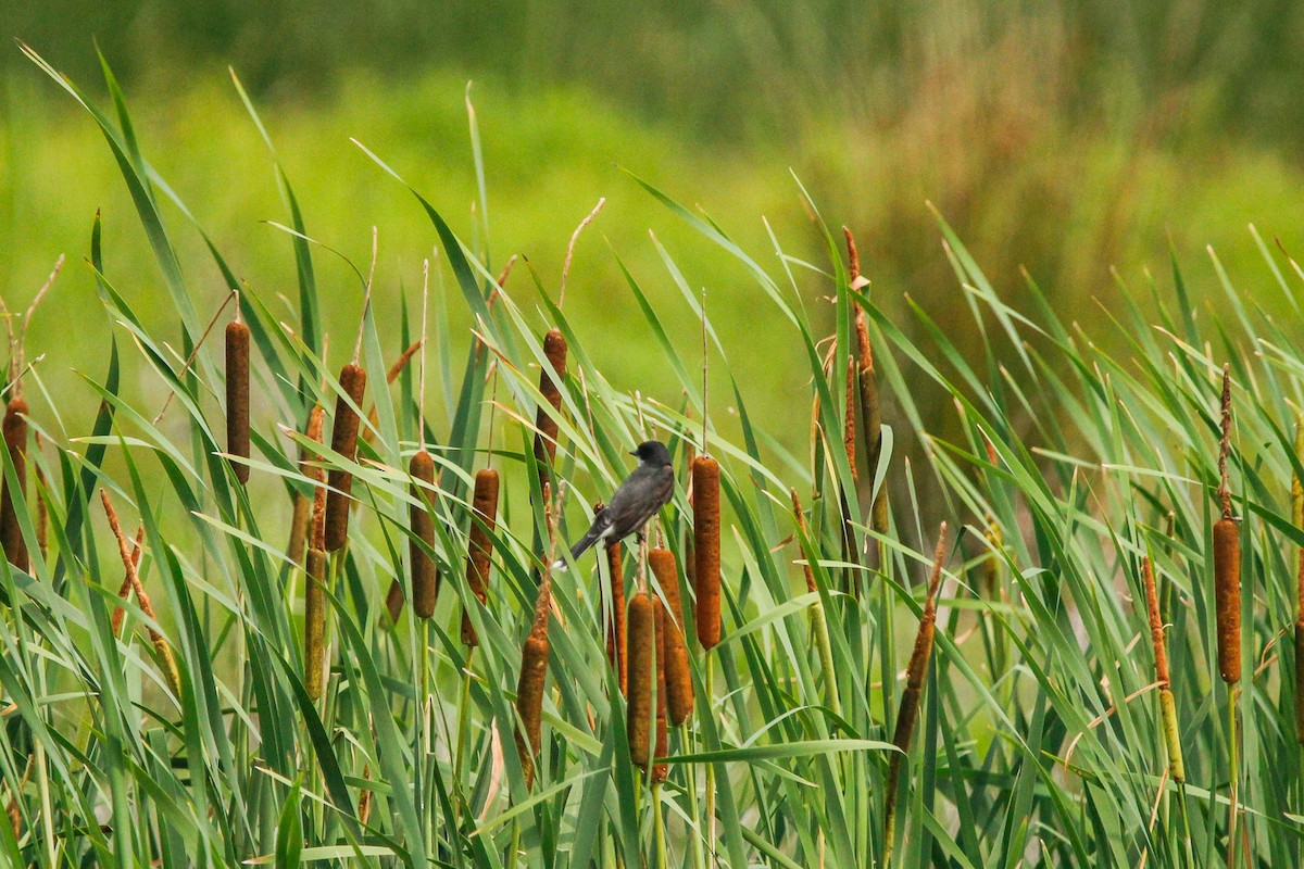 Eastern Kingbird - ML638143430