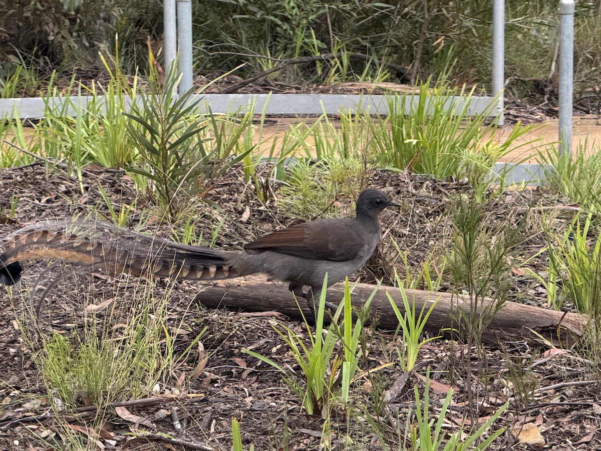 Superb Lyrebird - ML638143442