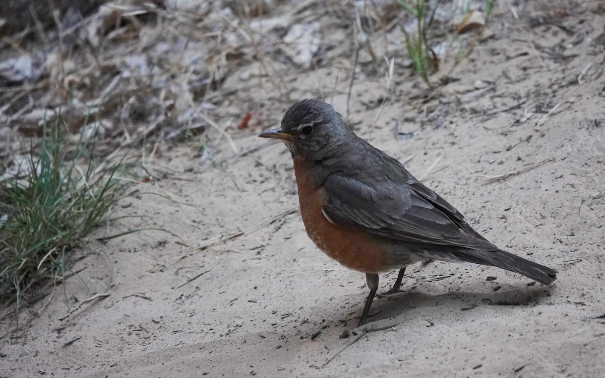 Zozo papargorria - ML638143443