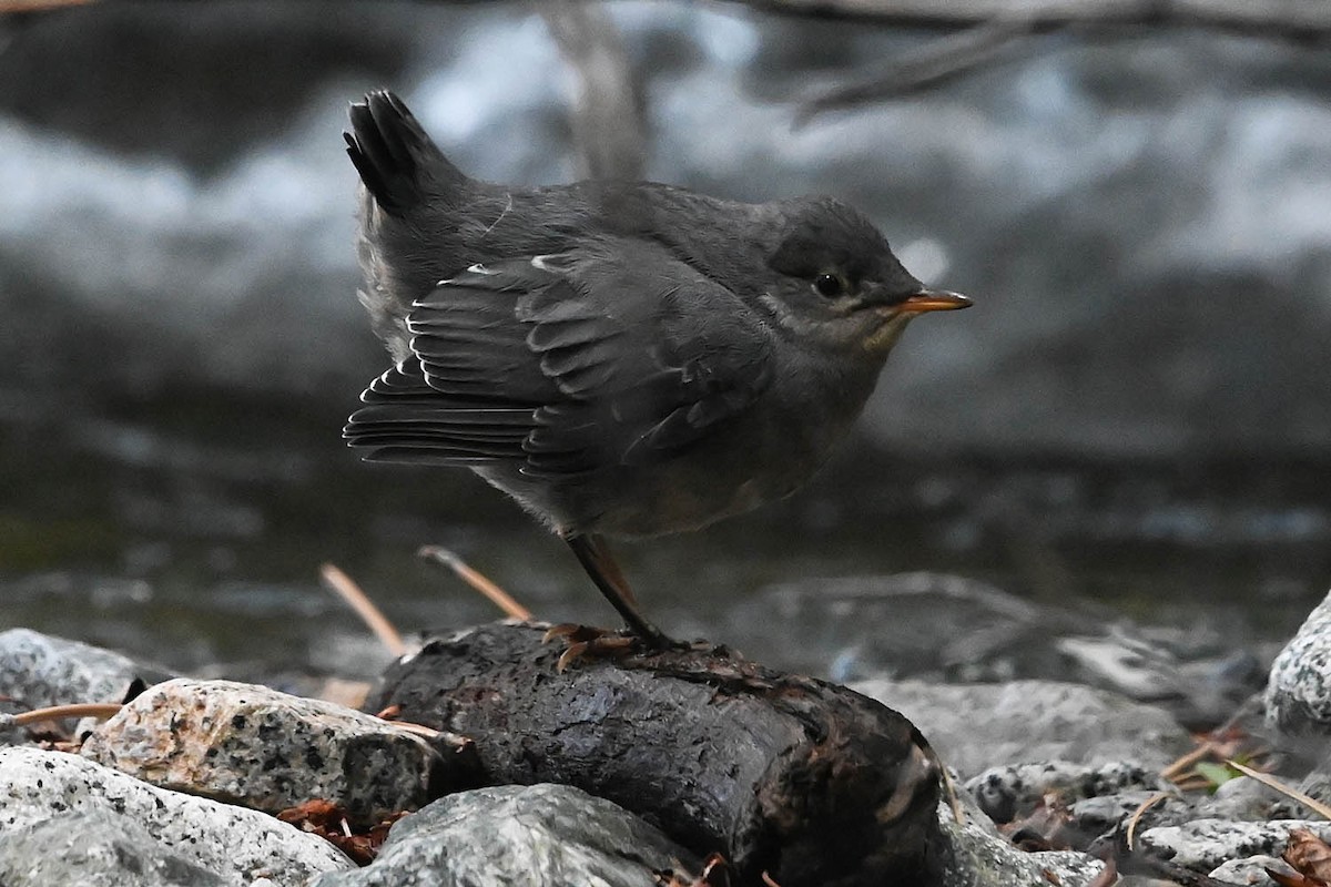 American Dipper - ML638143445