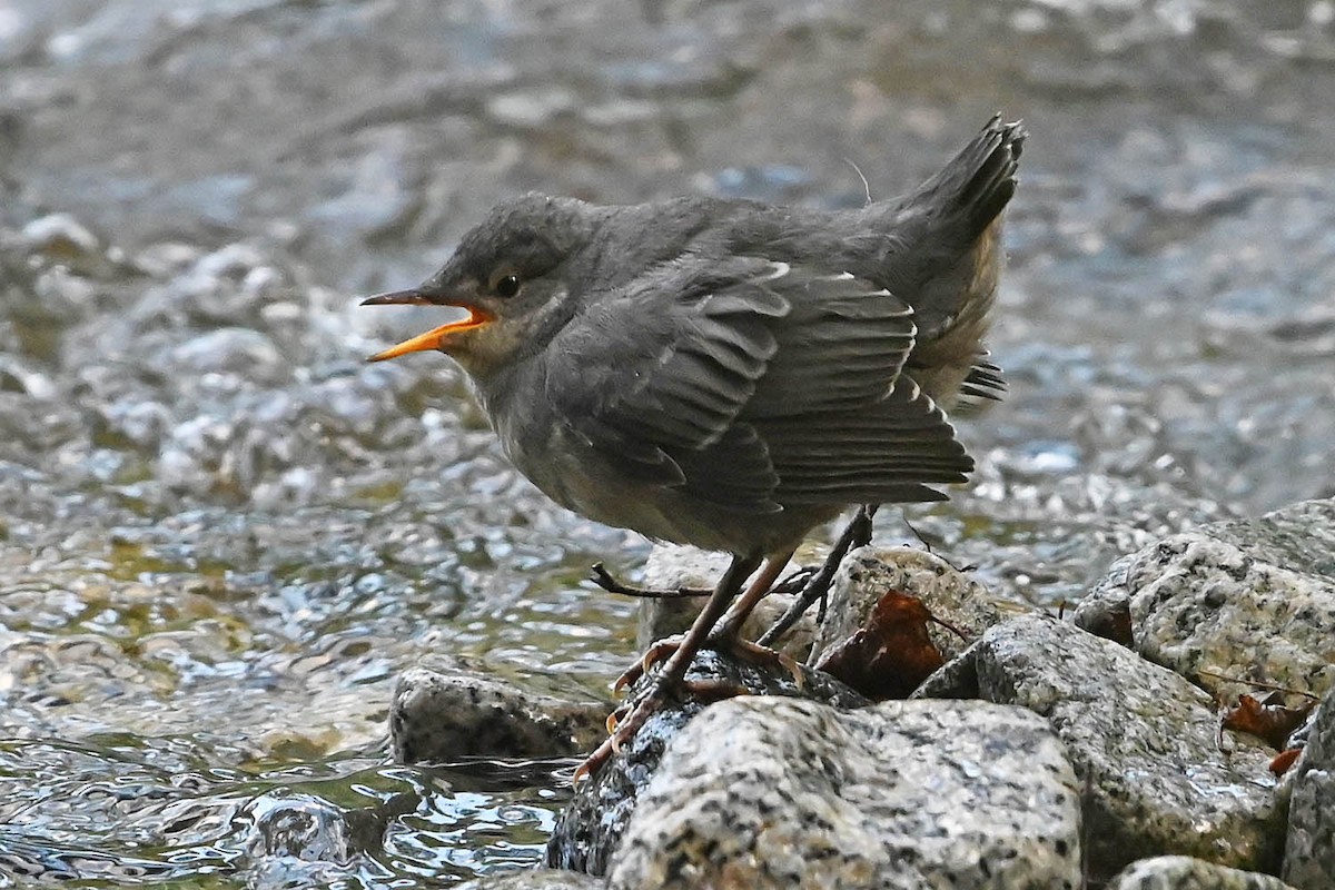 American Dipper - ML638143446