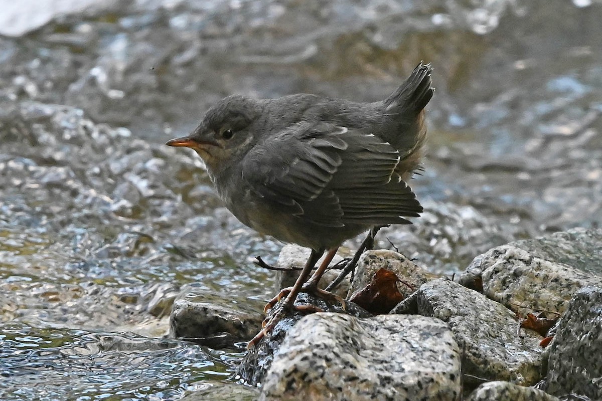 American Dipper - ML638143447