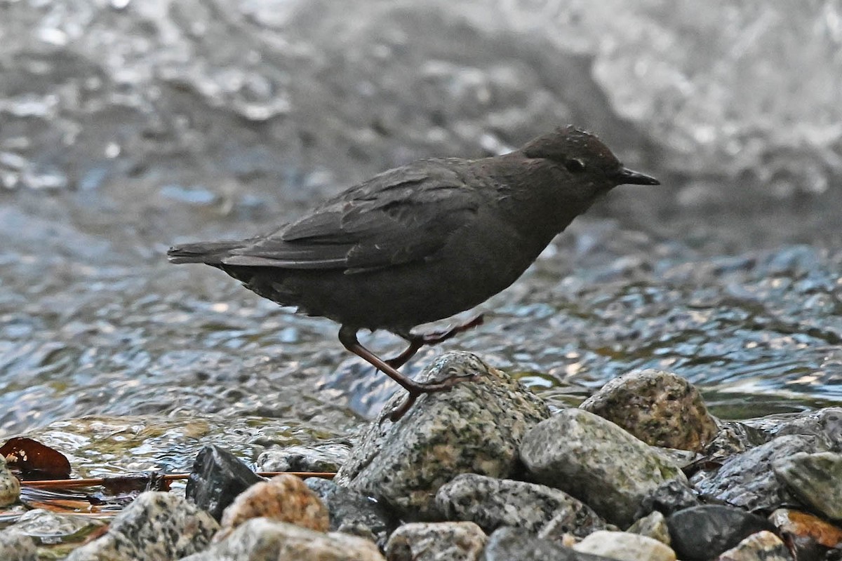 American Dipper - ML638143449