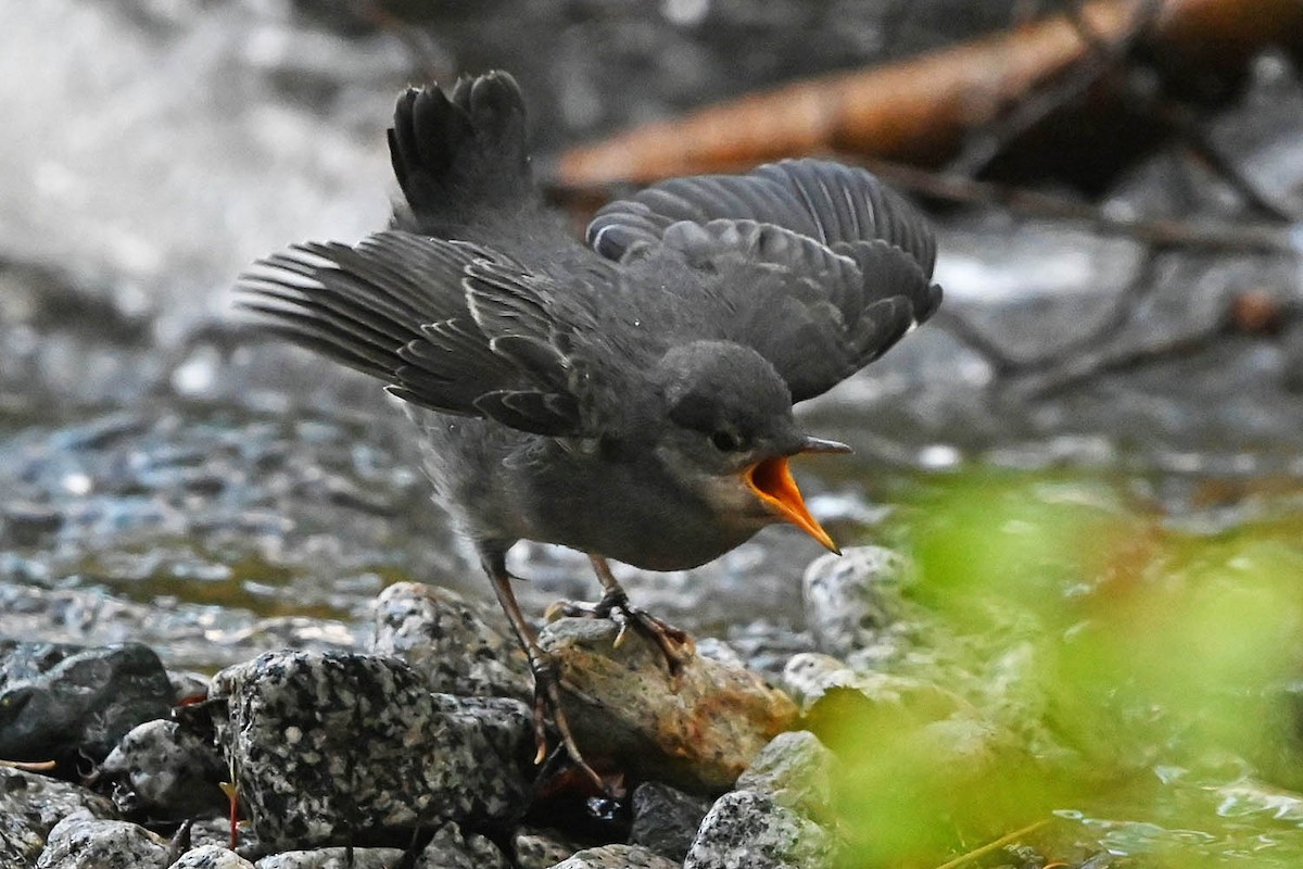 American Dipper - ML638143450