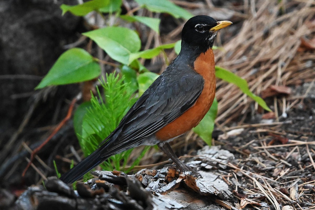 Zozo papargorria - ML638143456
